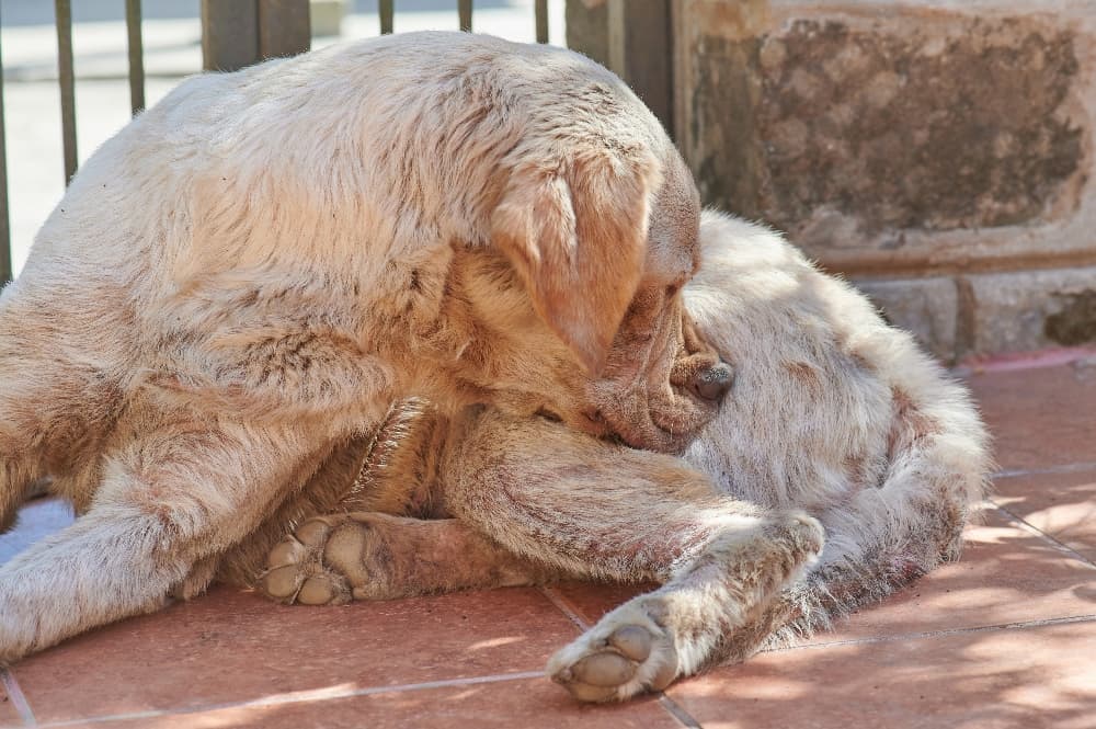 bot fly bites on dogs